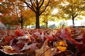Autumn (1st Sep)